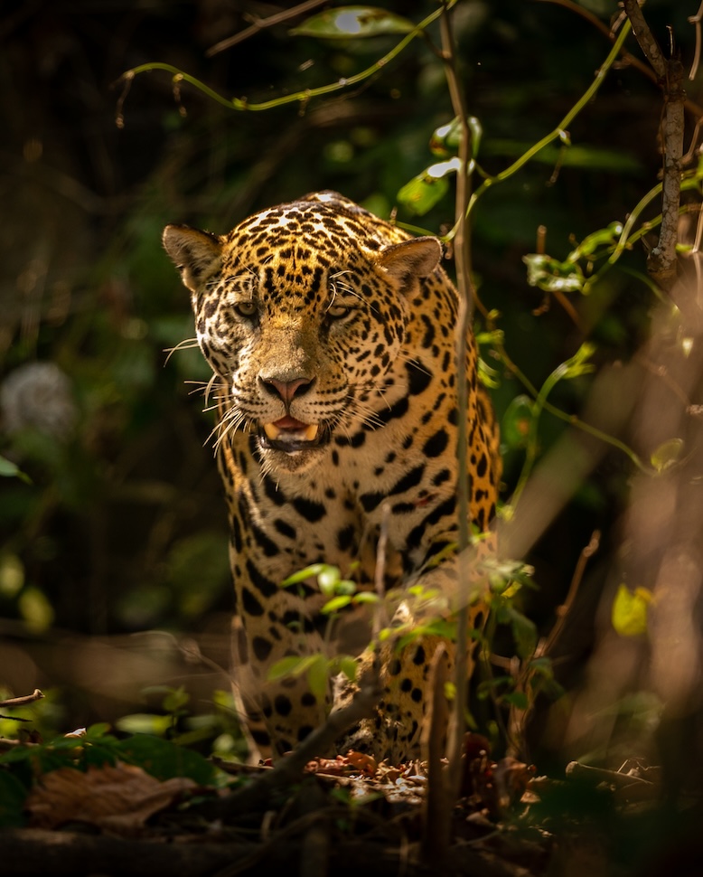 Jaguar