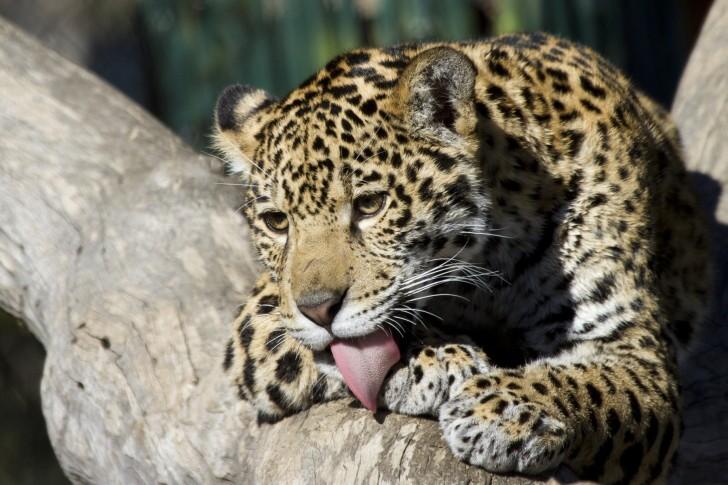 Visión Fundación Lince